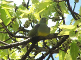 339. Bruces Green pigeon (Bahir Dar Nile Falls 01 Apr 7.jpg