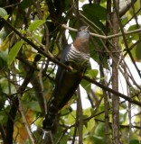 355. Red-chested Cuckoo 2 (Gaysay 22 Apr 08).jpg