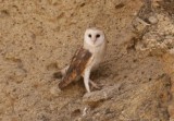 368. Barn Owl (Langano).jpg