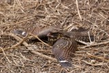 391.Abyssinian Nightjar 4 (Gib 6 April 08).jpg