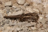 398. Slender-tailed Nightjar (Langano).jpg