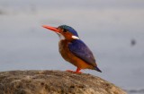 417. Malachite Kingfisher 1 Wenney (18 Apr 09).jpg