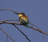 435. European Bee-eater (Gib 29 Mar 08).jpg