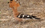 442. Eurasian Hoopoe 3 (Langano) Low Res.JPG