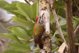 478. Abyssinian Woodpecker (Gib 14 Apr 08).jpg
