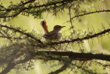 666. Rufous-tailed Scrub-Robin Awash (13 Sep 9)  1.jpg