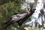 784. Thick-billed Raven 4 (Gib 30 Sep 08).JPG