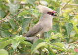 Blue-naped Mousebird (Langaono 16 Sep 08) Low res.JPG