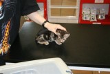 2008-06-17<br>her first time at the Veterinary