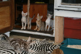 Zeb-Duran, Ylva Lorena, Sassa and in front of the photographer Lopita