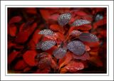 Deep red leaves, Wells