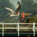 Flying gull, West Bay