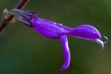 Purple flower creature, Montacute