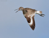 _NW81764 Willet.jpg