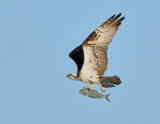 Male Osprey With Menhaden