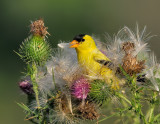 _NW85104 Goldfinch in Thistle