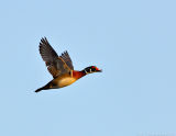_JFF7420 Wood Duck In Flight.jpg