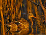 _JFF8206 Mallard Secluded.jpg