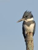 Belted Kingfisher, Creek Brook, Haverhill, Massachusetts