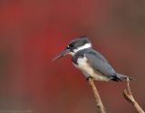 Belted Kingfisher, Creek Brook, Haverhill, Massachusetts