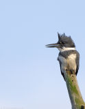 Belted Kingfisher, Creek Brook, Haverhill, Massachusetts