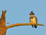 Belted Kingfisher, Creek Brook, Haverhill, Massachusetts