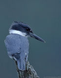 Belted Kingfisher, Creek Brook, Haverhill, Massachusetts