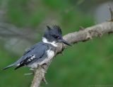 Belted Kingfisher, Creek Brook, Haverhill, Massachusetts