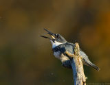 Belted Kingfisher, Creek Brook, Haverhill, Massachusetts