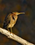 _JFF9581 Green Heron.jpg