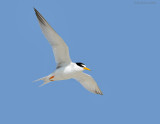 _NW87693 Least Tern.jpg