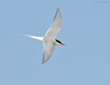 _NW88143 Arctic Tern.jpg