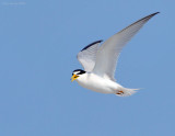 _NW89272 Least Tern in Flight.jpg