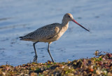 Marbled Godwit, basic