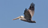 Brown Pelican, basic adult