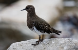 Black Turnstone, basic