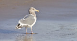 Glaucous-winged x Western Gull hybrid, basic adult