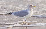 probable female Herring Gull, basic adult (#3 of 3)