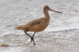 Marbled Godwit, basic