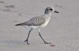 Black-bellied Plover, basic