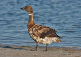 Brant, worn, molting probably over-summered in area