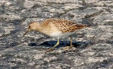 Pectoral Sandpiper, juv.