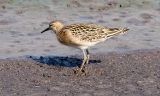 Ruff, juvenile (#1 of 4)