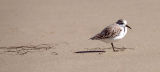 Western Sandpiper, basic adult, presumed female