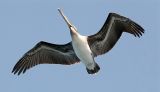 Brown Pelican, immature