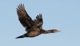 Brandts Cormorant