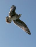 Western Gull, 1st cycle