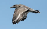 schizochroic Western Gull, 1st cycle (#1 of 2)