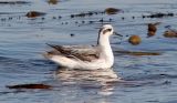 Red Phalarope, basic adult (#1 of 2)