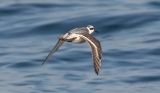 Red Phalarope, basic adult (#2 of 2)
